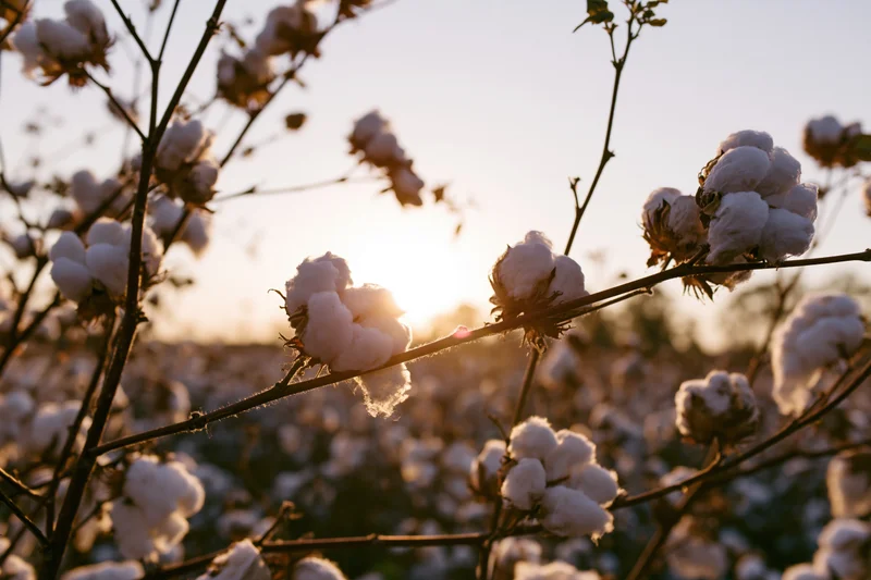 Cotton bolls bursting open on branches in a field at sunset
