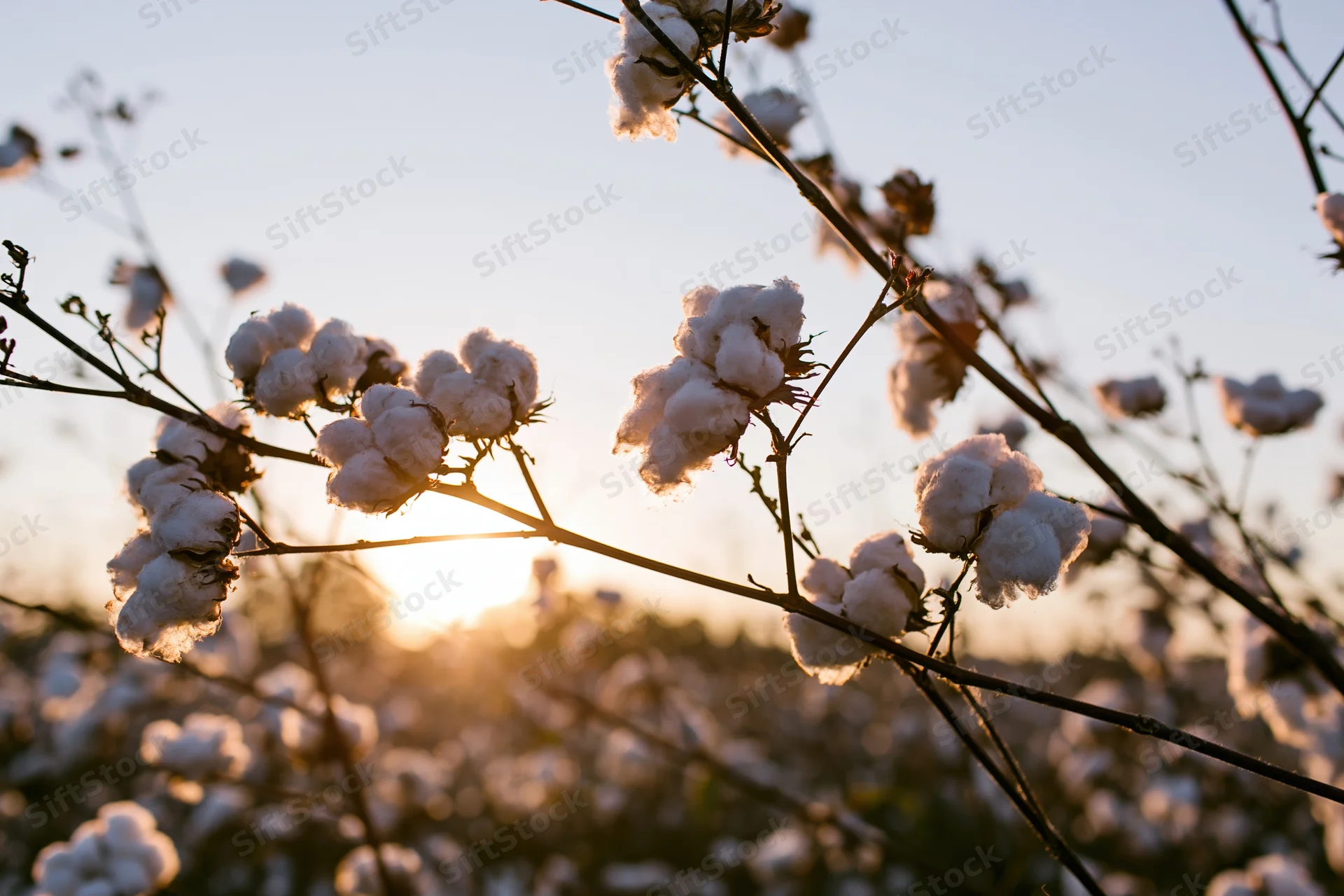 Cotton bolls bursting open on branches in a field at sunset