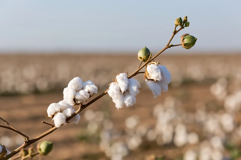 Cotton plant branch with open white bolls and closed green buds in a field