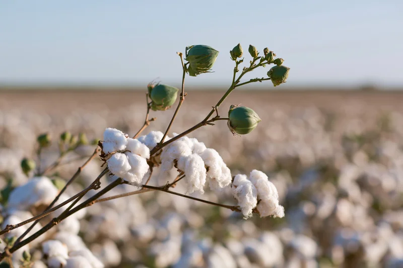 Cotton plant branch with open white bolls and closed green pods in a field