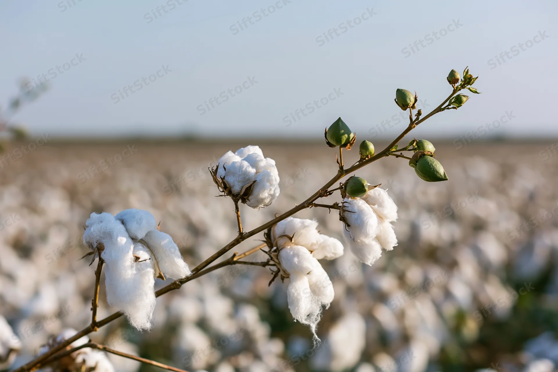 Cotton plant branch with open white bolls and closed green buds in a field