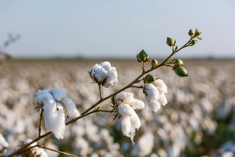 Cotton plant branch with open white bolls and closed green buds in a field