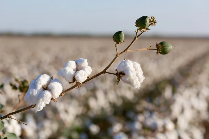 Cotton plant branch with open white bolls and closed green pods in a field