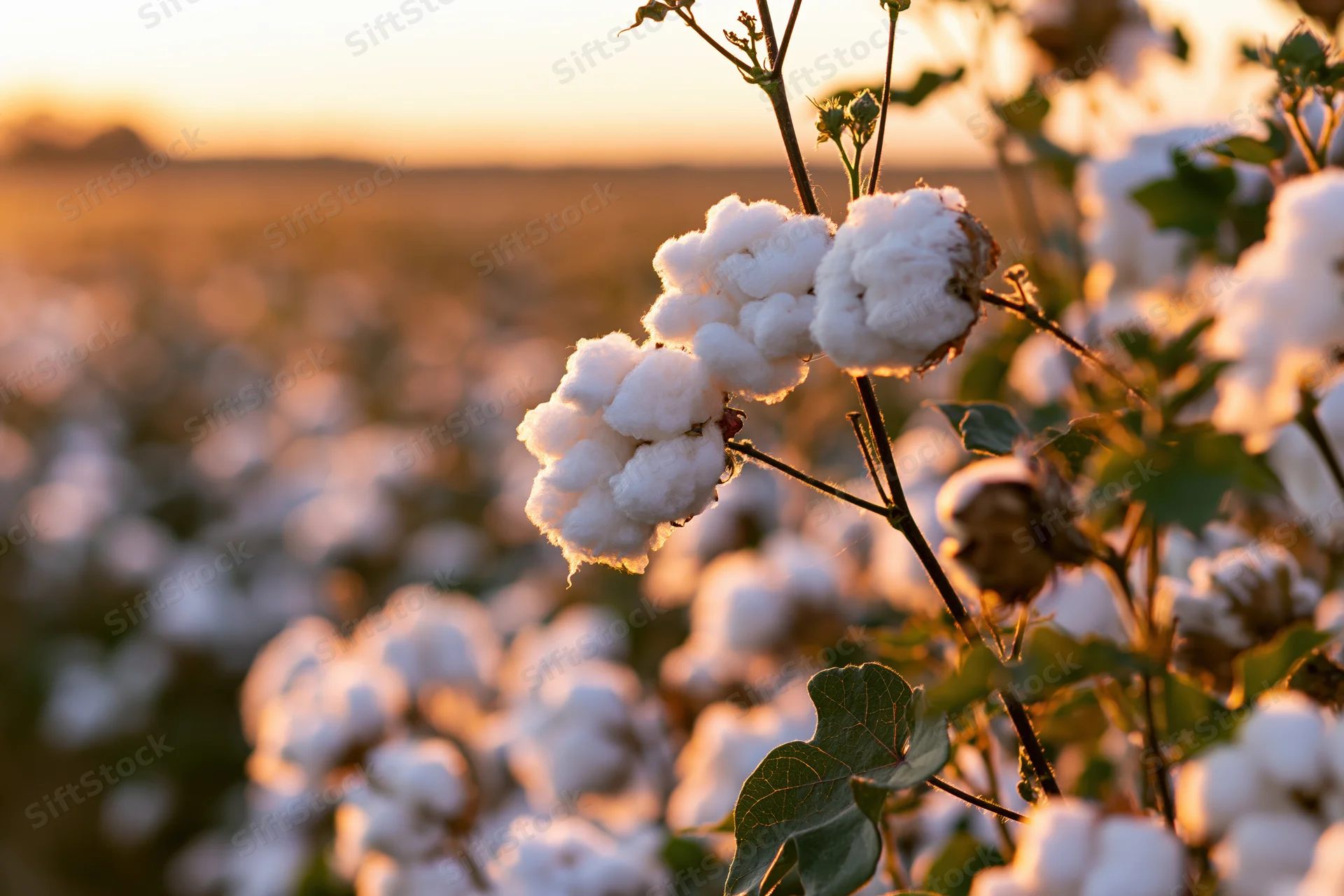 Cotton plant in full bloom with fluffy white bolls in a field at sunset
