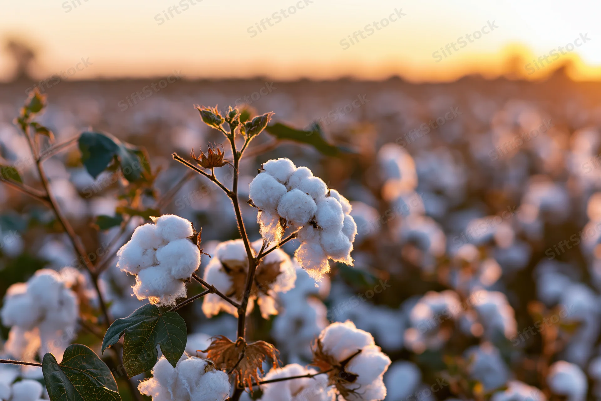 Cotton plant in full bloom with fluffy white bolls in a field at sunset