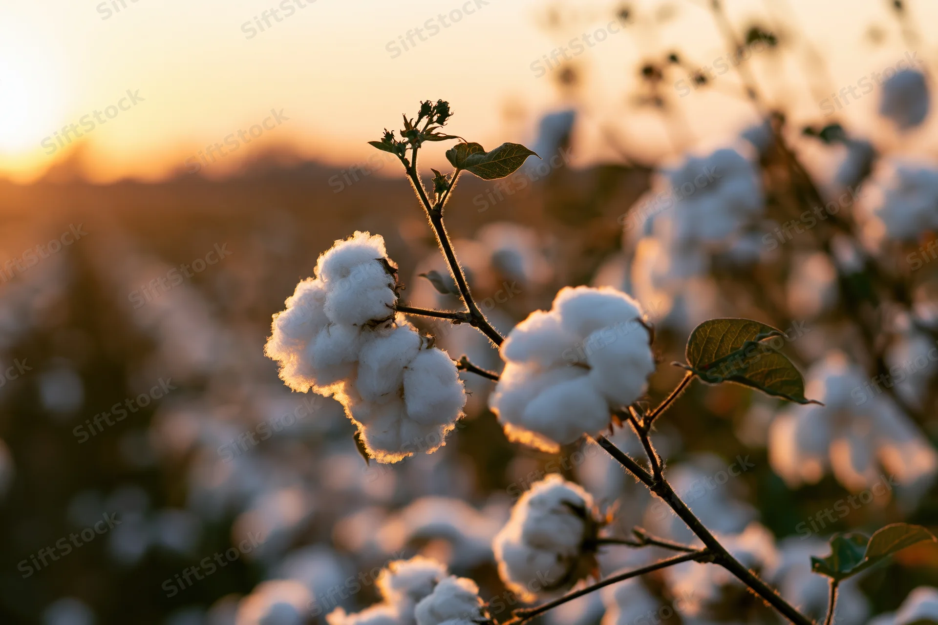 Cotton plant with open fluffy white bolls on woody branches in a field at sunset