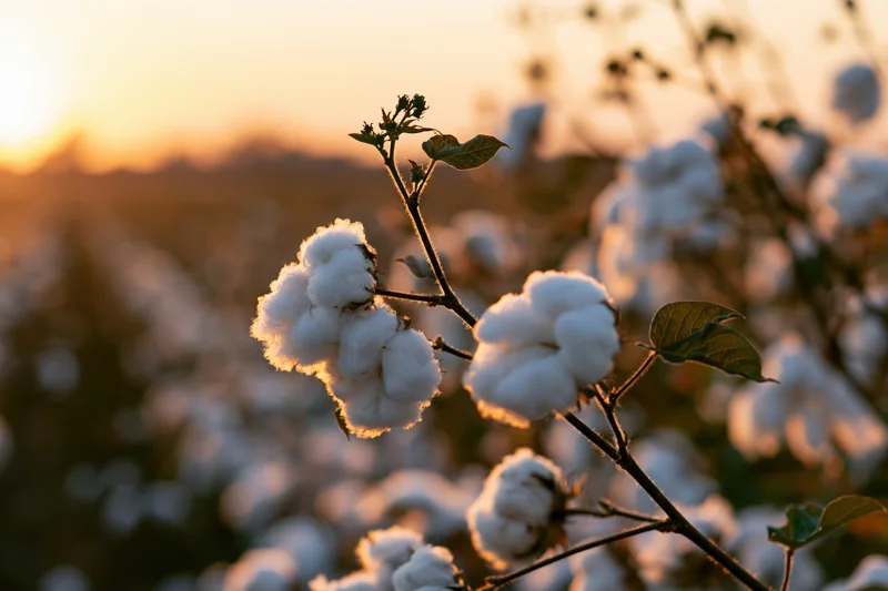 Cotton plant with open fluffy white bolls on woody branches in a field at sunset