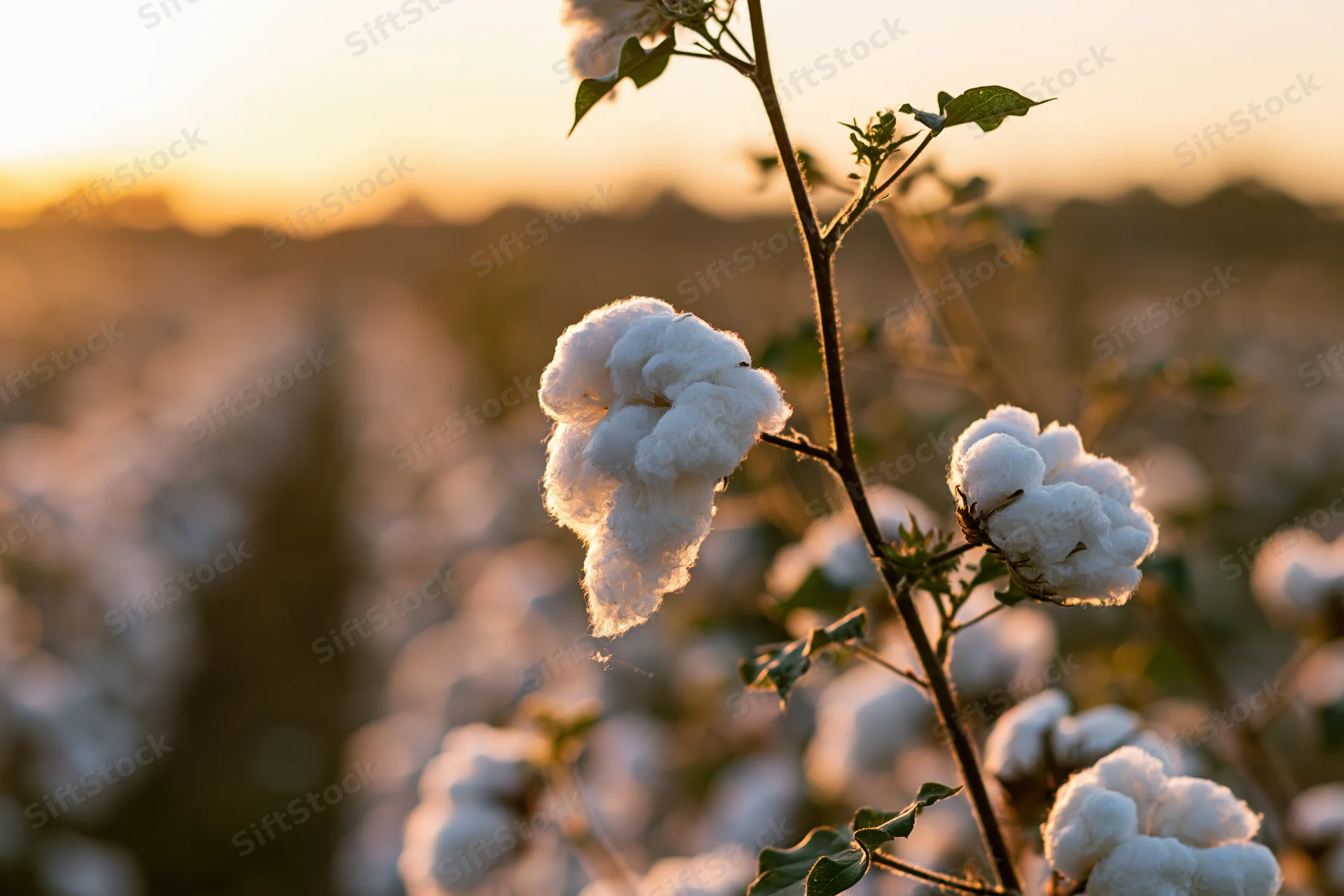 Cotton plant with open fluffy white bolls in a field at sunset