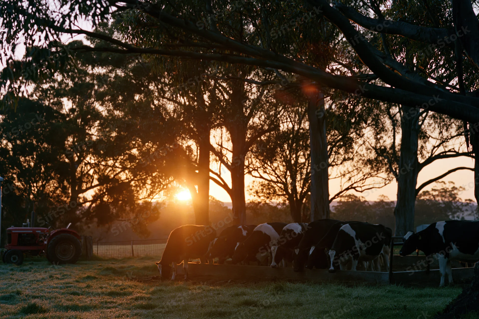 Dairy cows feeding at a trough in a pasture at golden sunrise