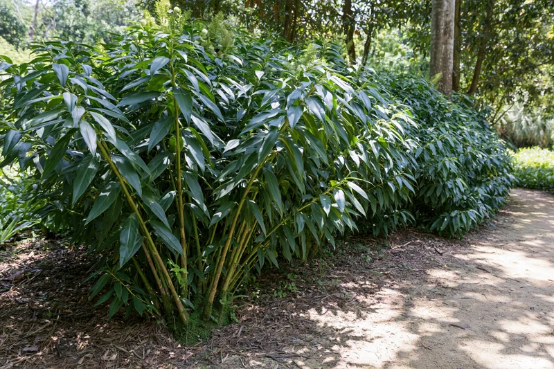 Dense clump of large-leafed tropical shrubs growing beside a dirt path in a shaded garden setting