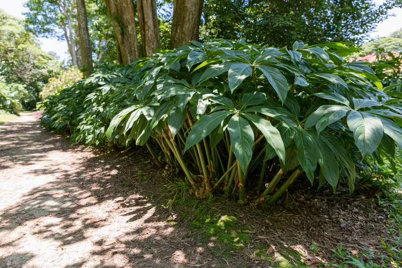 Dense clump of large-leafed tropical shrubs growing beside a dirt path in a shaded garden area