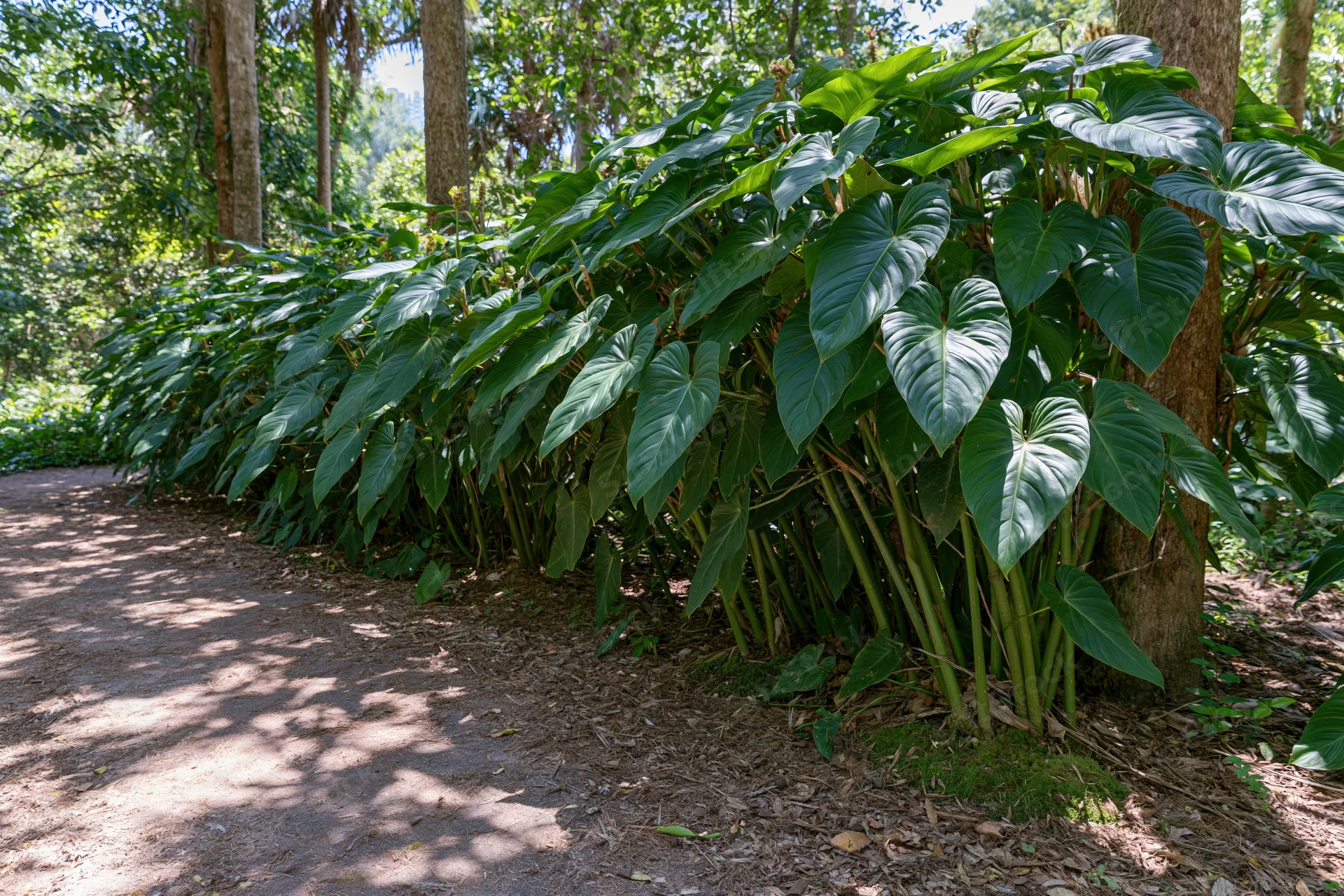 Dense clump of large-leafed tropical shrubs growing beside a dirt path in a shaded garden setting
