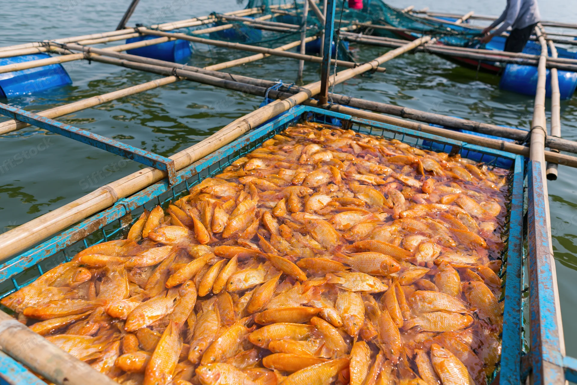 Dense school of orange tilapia fish crowding a floating cage in a freshwater aquaculture farm