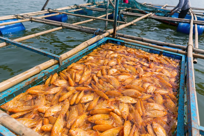 Dense school of orange tilapia fish crowding a floating cage in a freshwater aquaculture farm