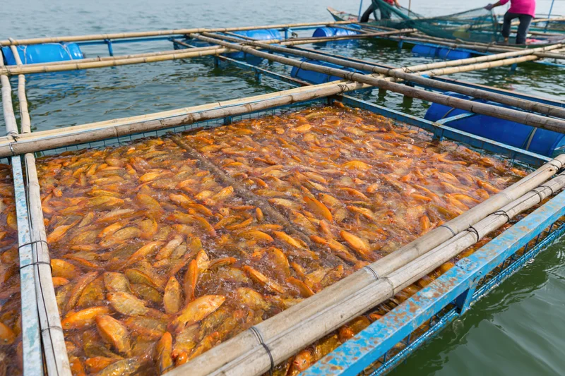 Dense school of orange tilapia fish crowding a floating aquaculture cage in a water body