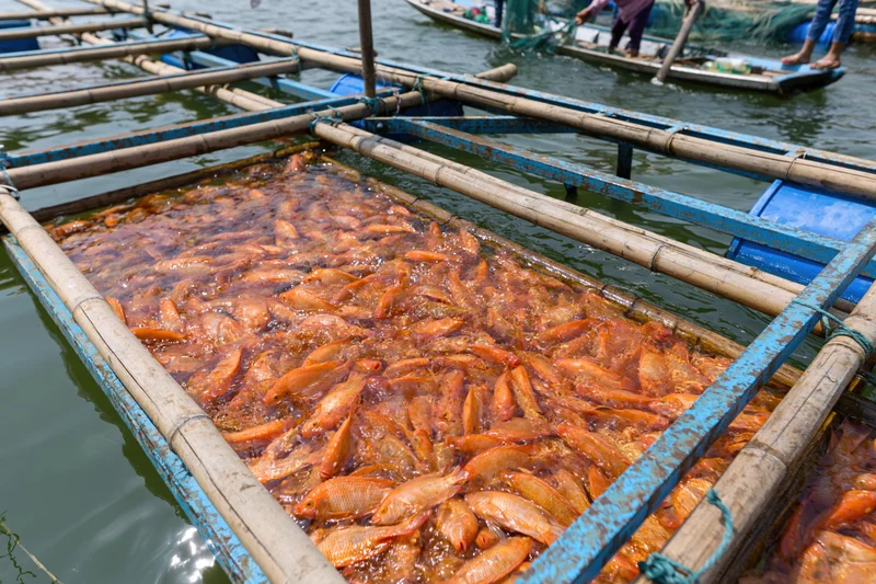 Dense school of orange tilapia fish crowding a floating bamboo cage in a freshwater aquaculture pond