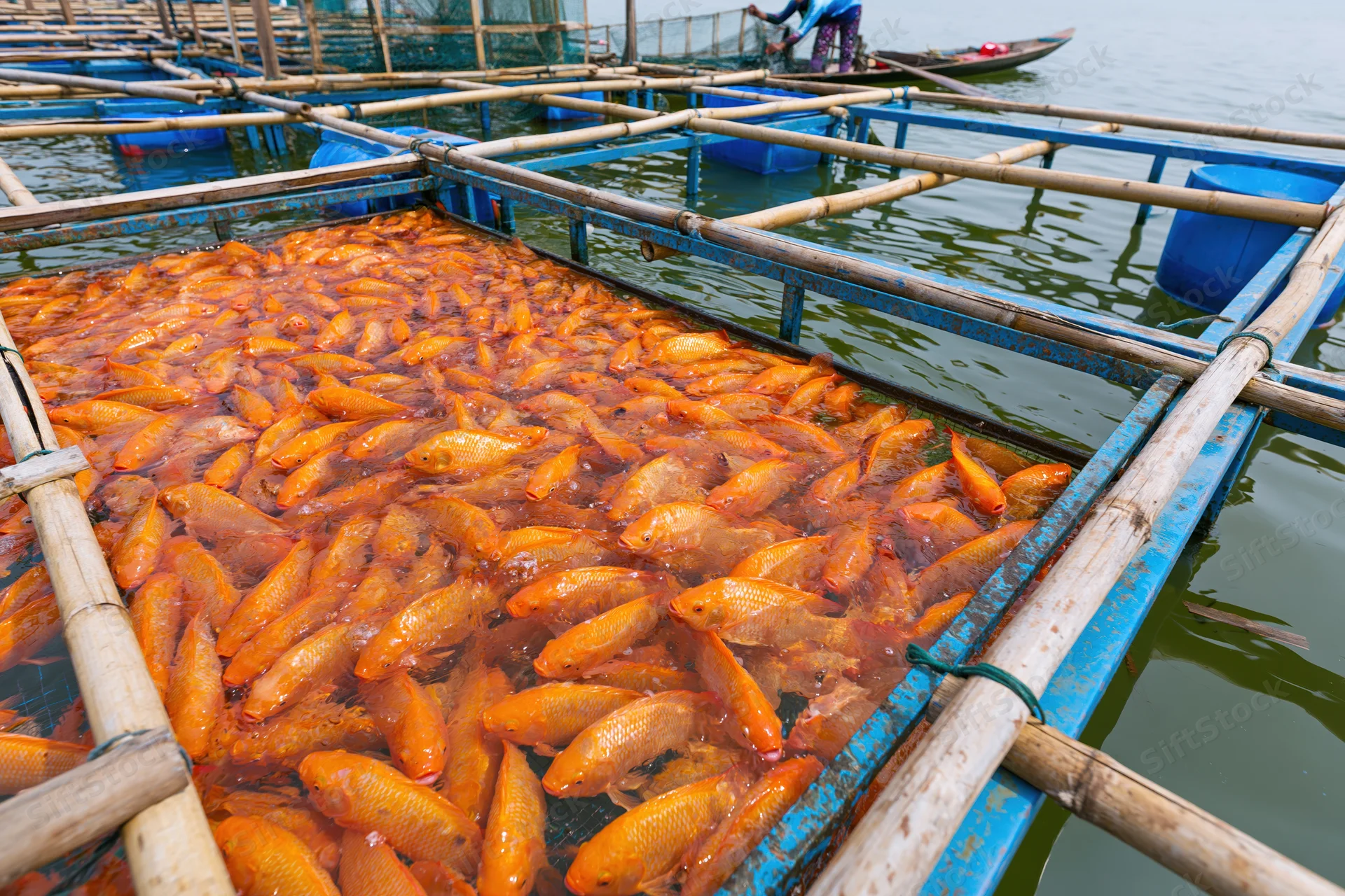 Dense school of orange tilapia fish crowding a floating bamboo cage in a calm water farm