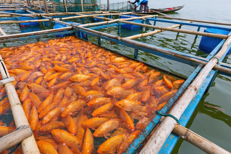 Dense school of orange tilapia fish crowding a floating bamboo cage in a calm water farm