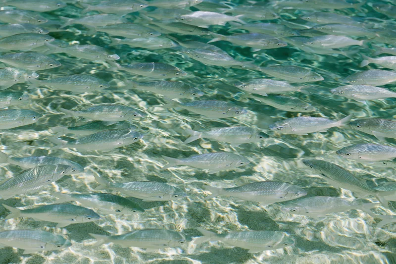School of small fish swimming in shallow clear water near the ocean floor