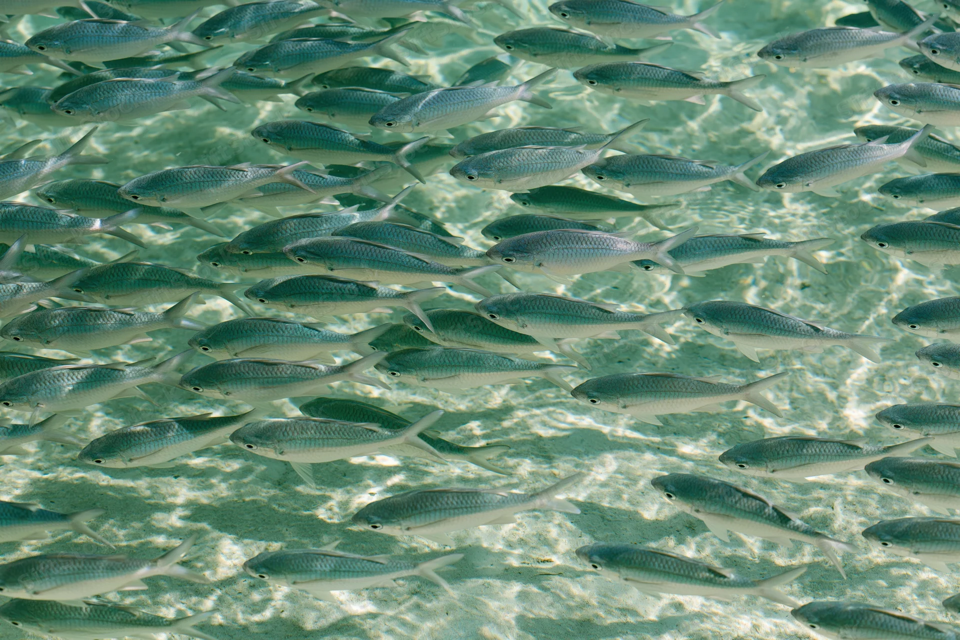 Dense school of small fish swimming in shallow clear water over sandy seabed