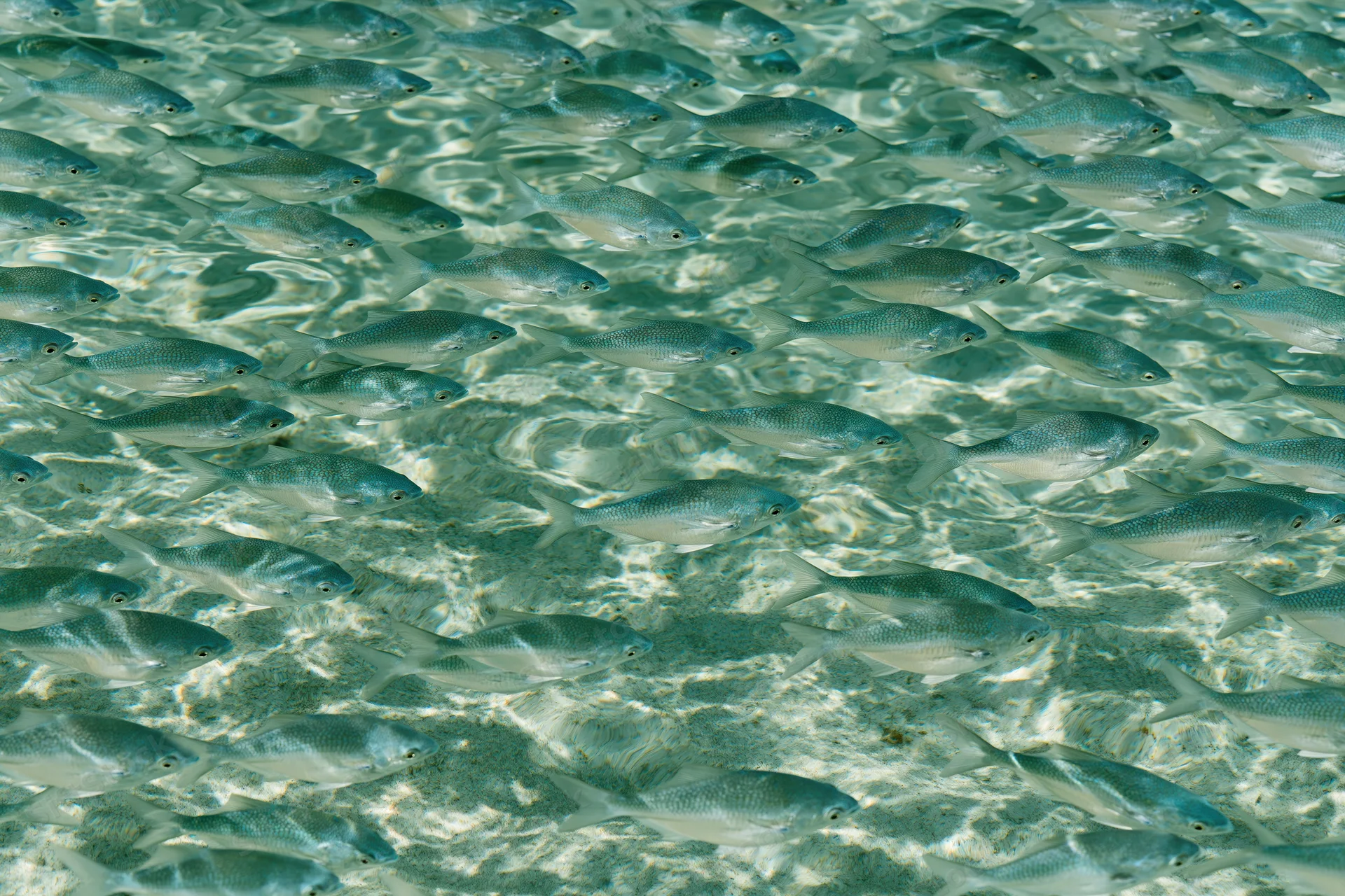 Dense school of small fish swimming in shallow clear water over sandy seabed