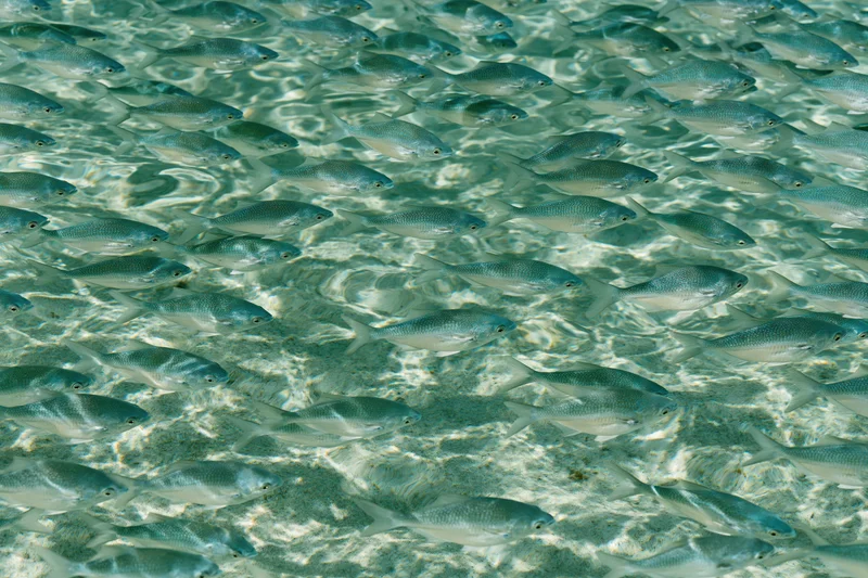 Dense school of small fish swimming in shallow clear water over sandy seabed