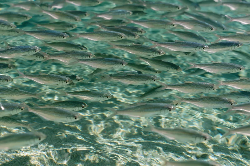 Dense school of small fish swimming in shallow clear water over sandy seabed