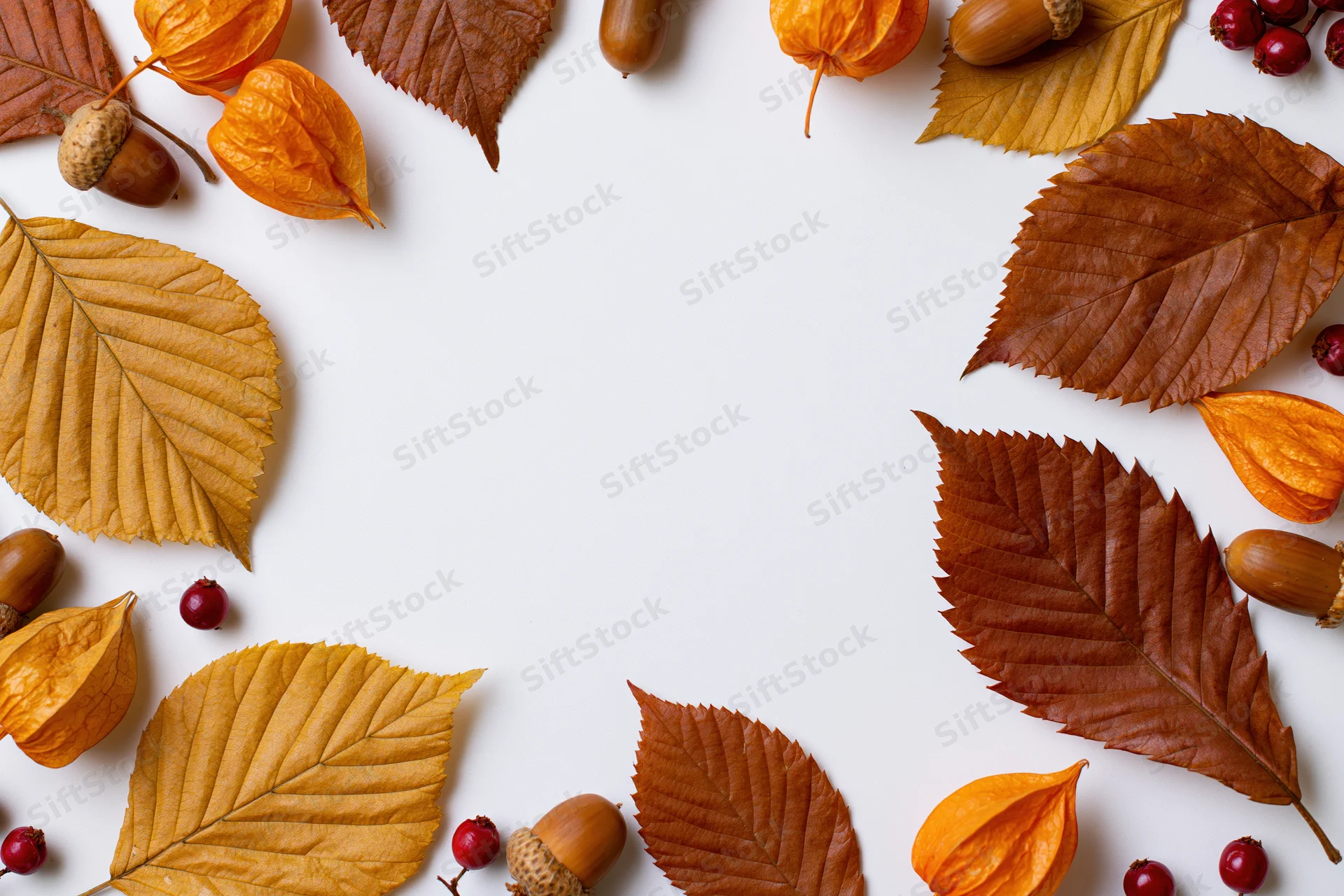 Dried autumn leaves acorns physalis pods and berries arranged in a border on white background with copyspace