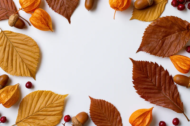 Dried autumn leaves acorns physalis pods and berries arranged in a border on white background with copyspace