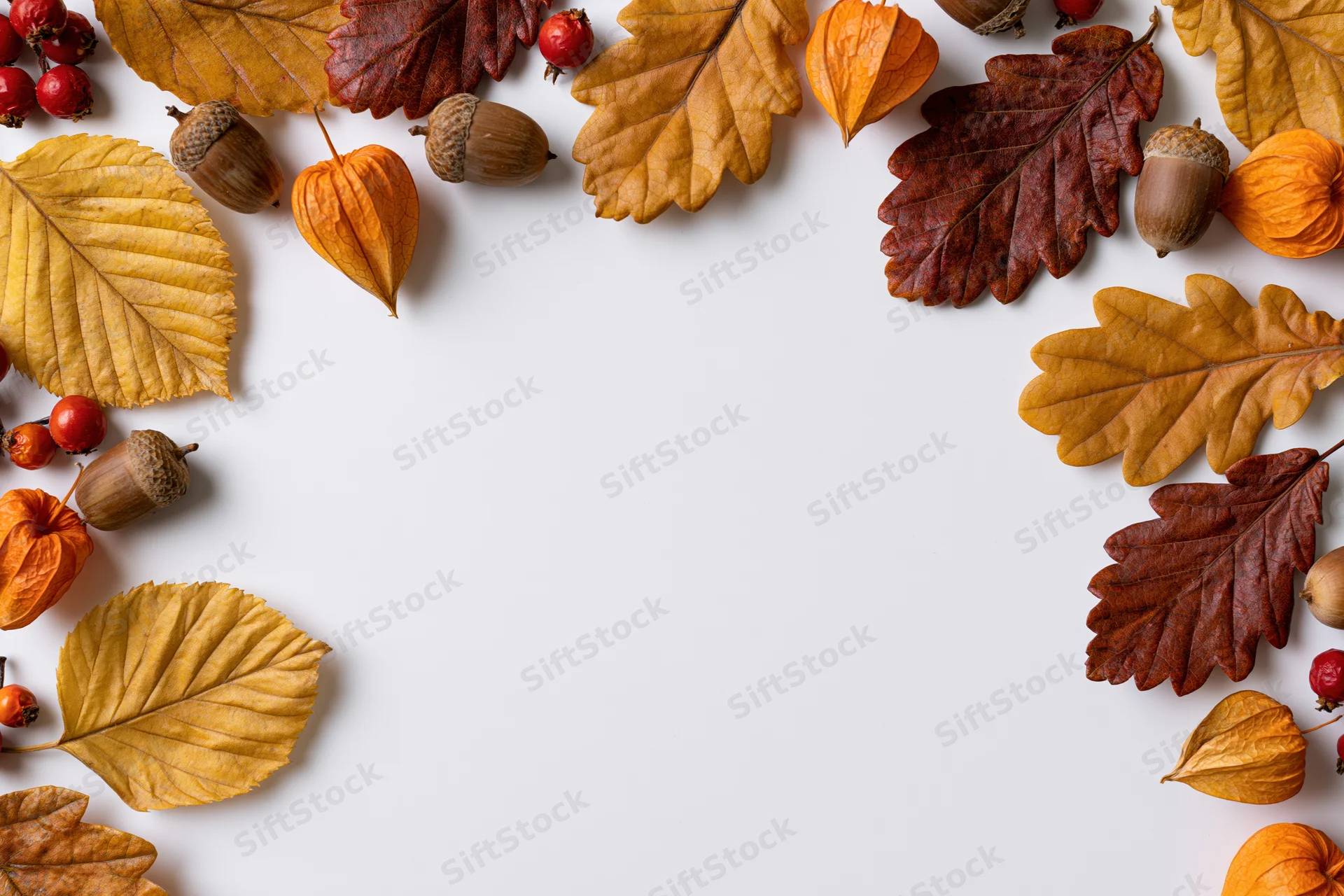 Dried autumn leaves acorns physalis pods and berries arranged in border on white background with copyspace