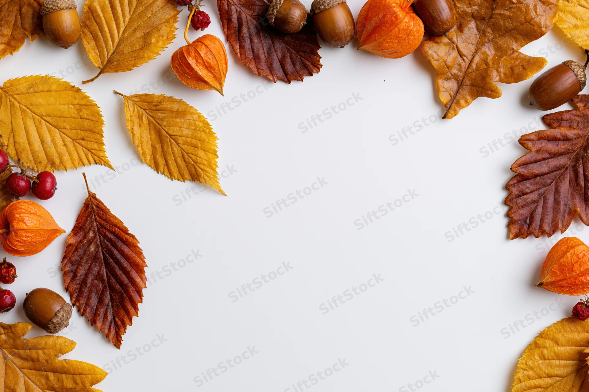 Dried autumn leaves acorns orange physalis pods and small red berries arranged in a border on white background with copyspace