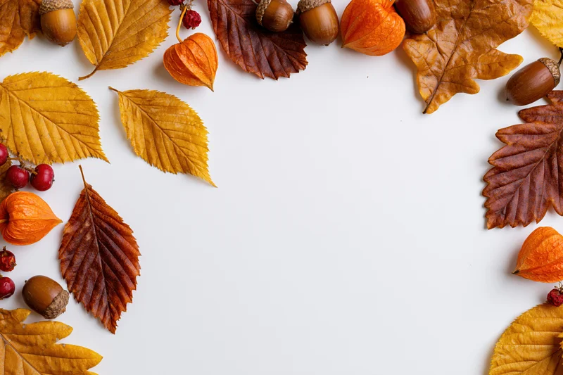 Dried autumn leaves acorns orange physalis pods and small red berries arranged in a border on white background with copyspace