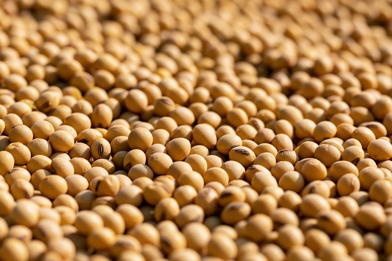 Dried soybeans filling the frame from a low angle in a golden heap under daylight