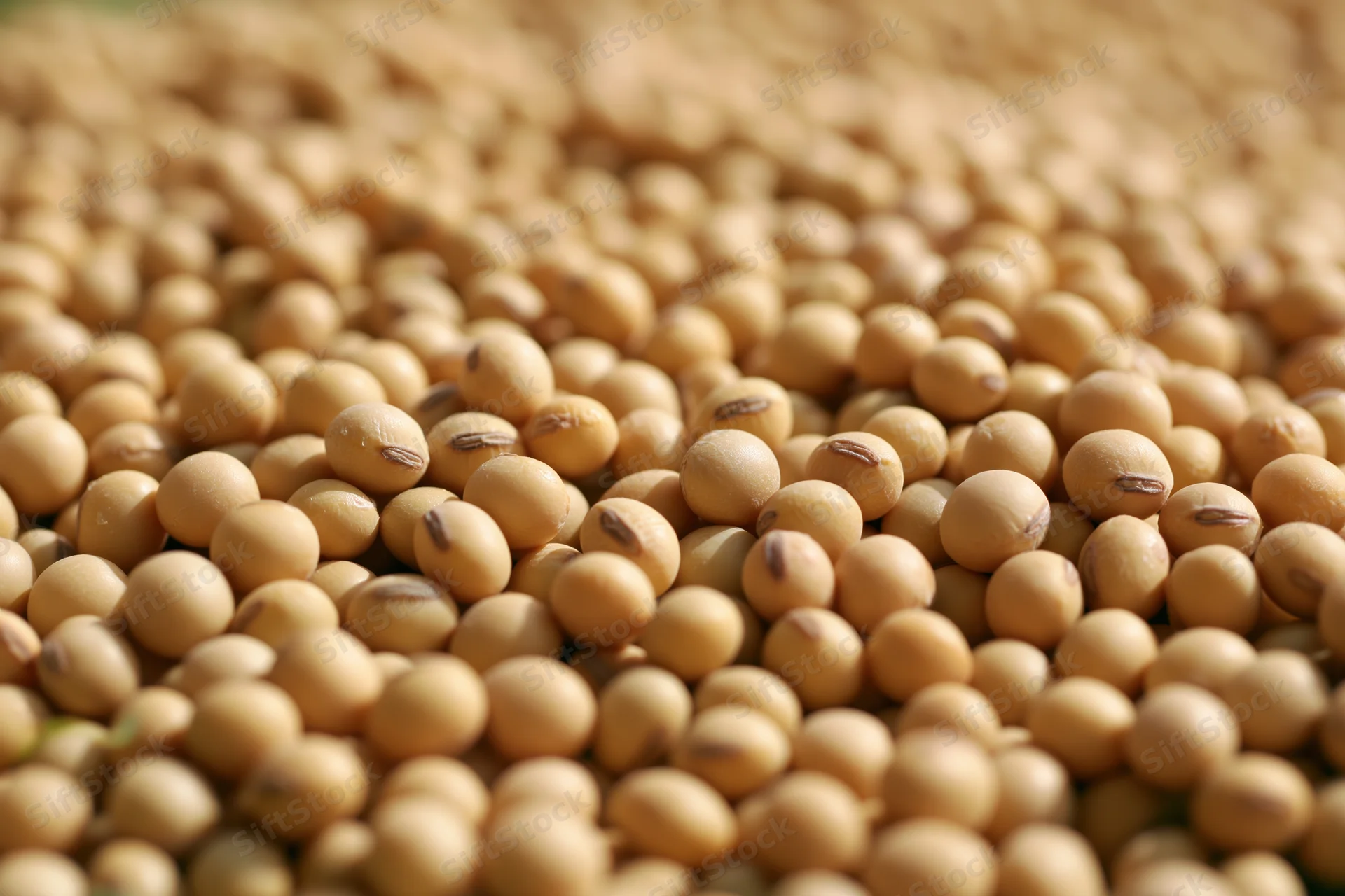 Dried soybeans filling the frame from a low angle