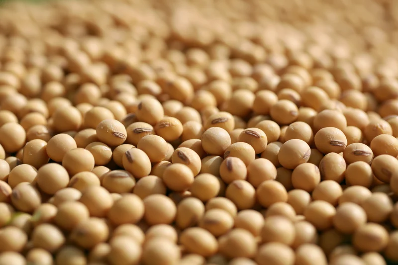 Dried soybeans filling the frame from a low angle