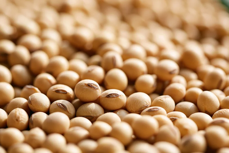 Dried soybeans filling the frame from a low angle
