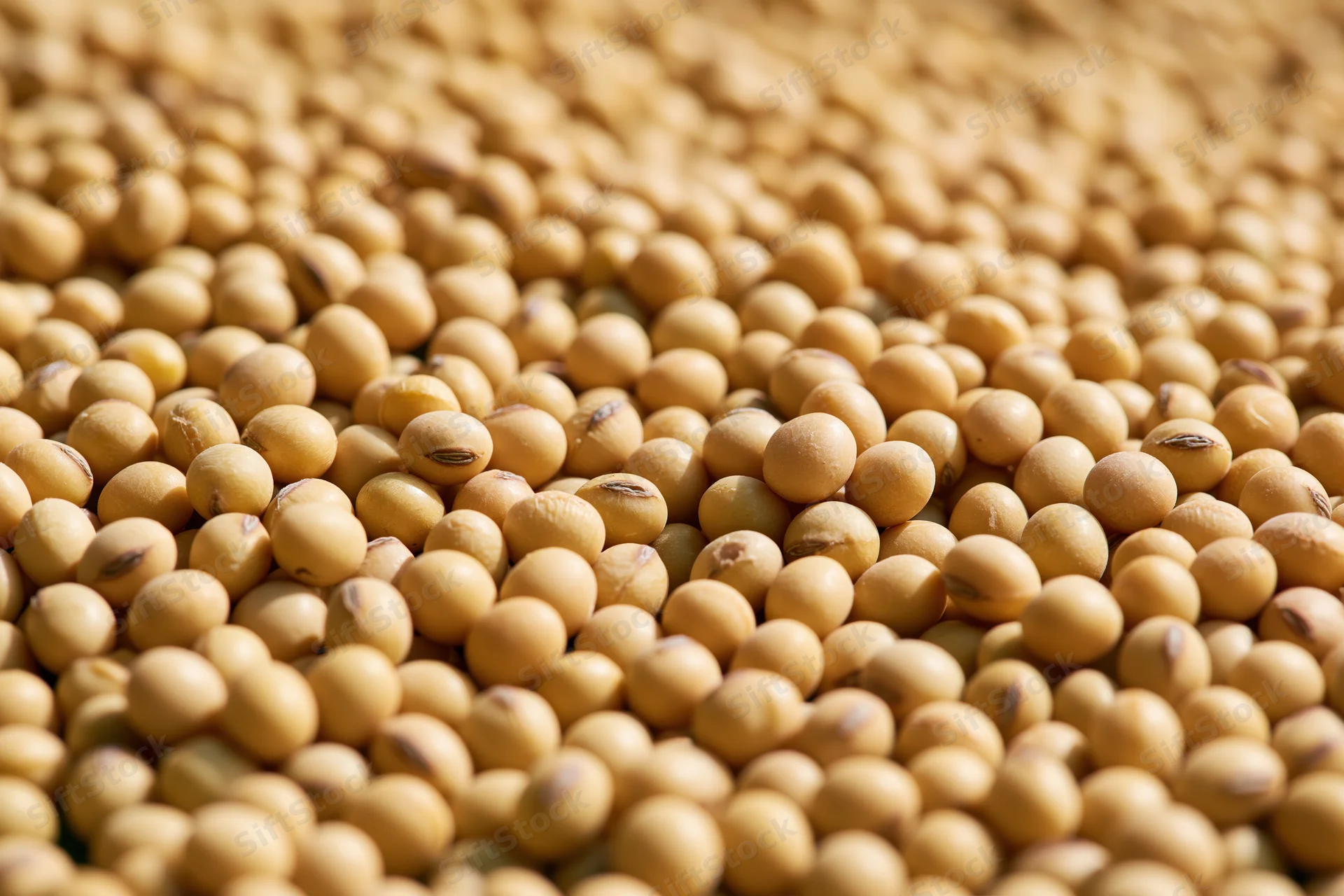 Dried soybeans filling the frame from a low angle