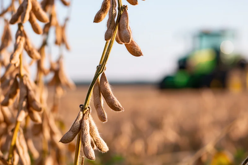 Dry soybean pods hanging on mature stalks in a field with a tractor in the background during harvest season