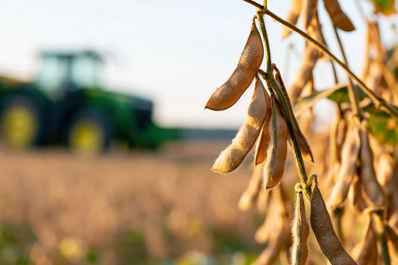 Dry soybean pods hanging on mature stalks in a field with a tractor in the background
