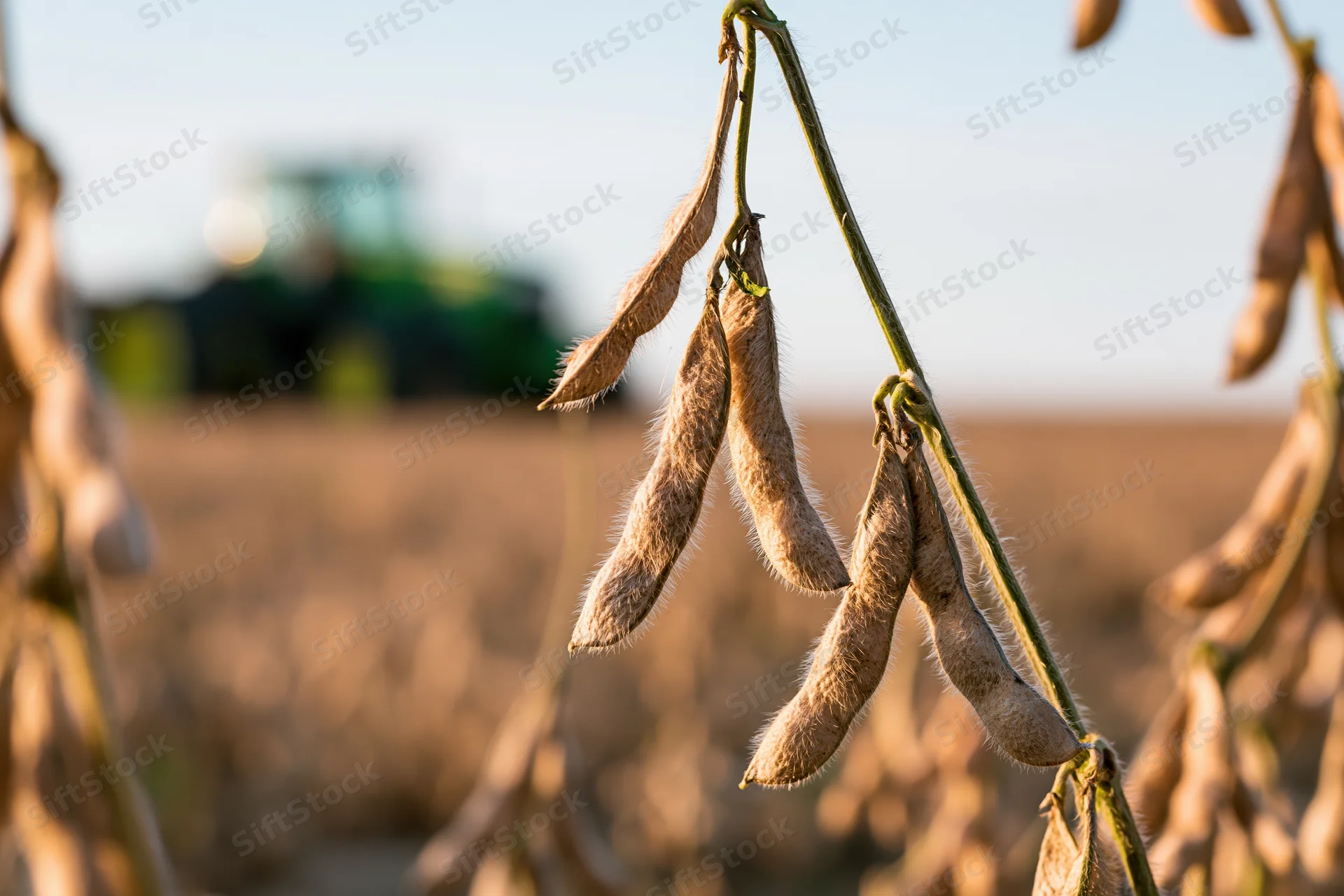 Dry soybean pods hanging on mature stalks in a field with a tractor in the background during harvest season