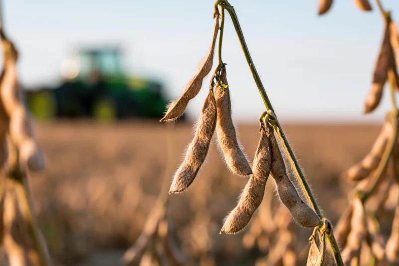 Dry soybean pods hanging on mature stalks in a field with a tractor in the background during harvest season