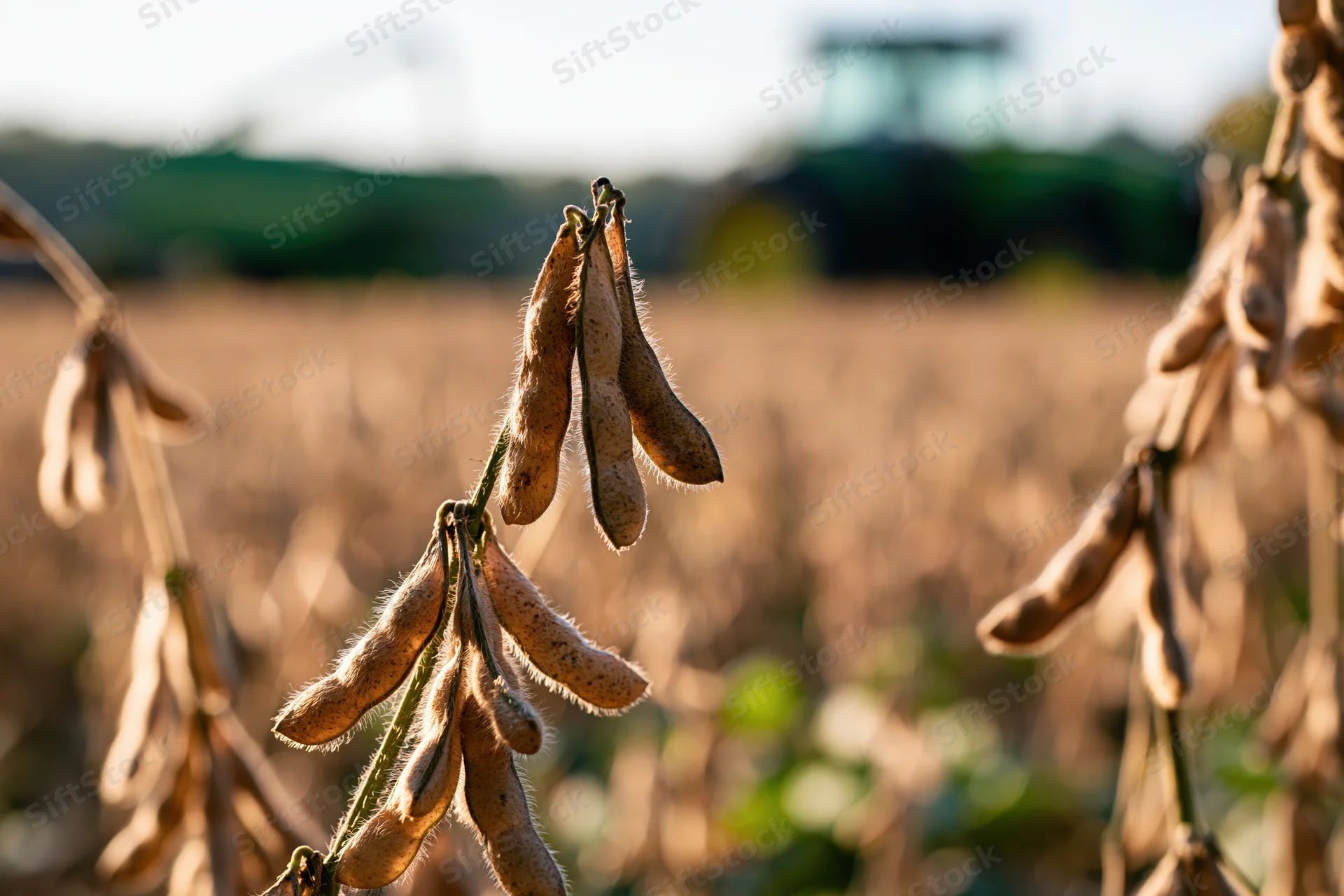Dry soybean pods hanging on mature stalks in a field with blurred farm machinery in the background