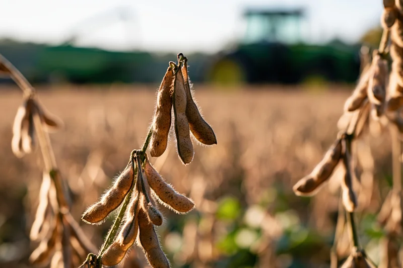 Dry soybean pods hanging on mature stalks in a field with blurred farm machinery in the background