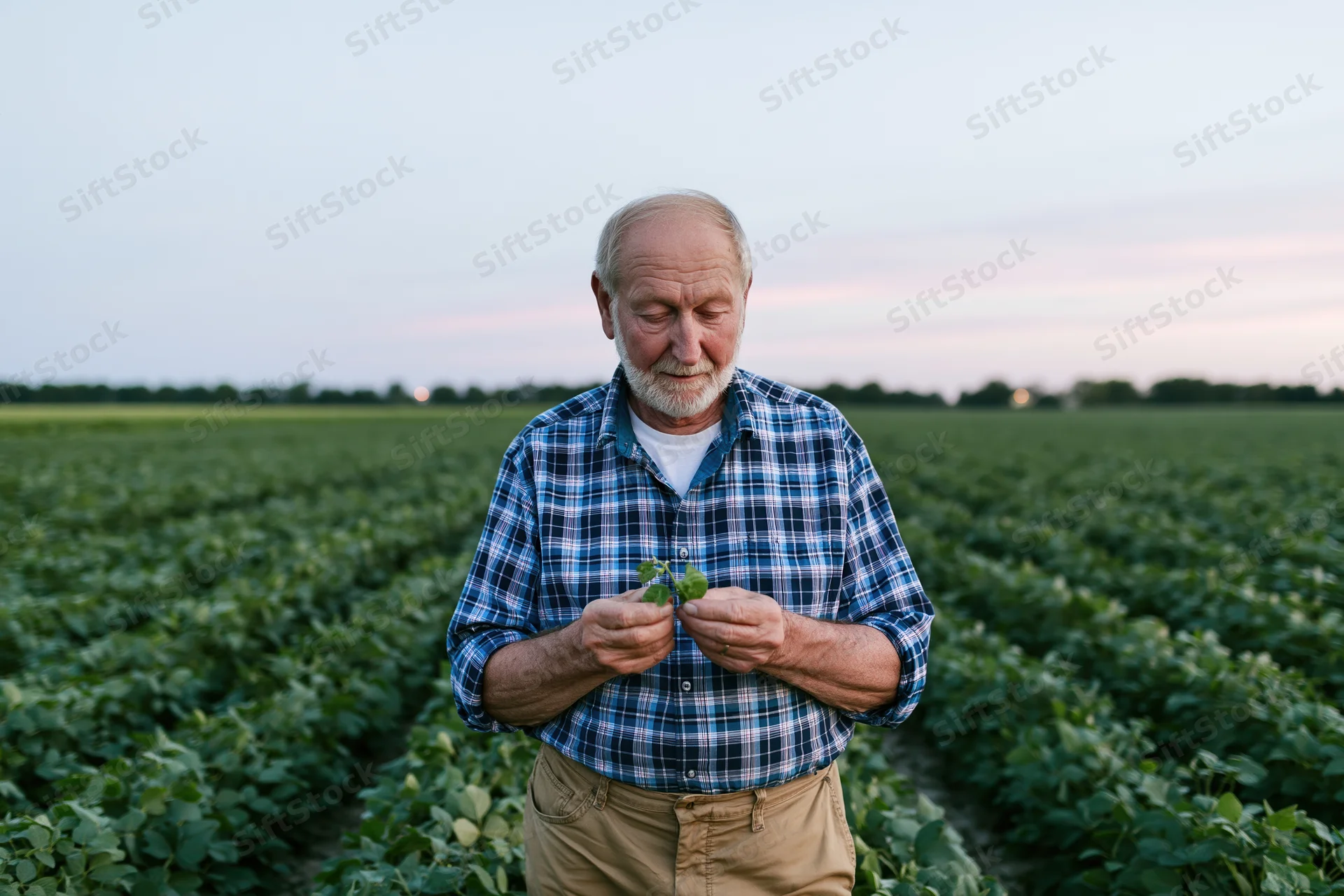 Senior farmer inspecting soybean plant in a field at twilight