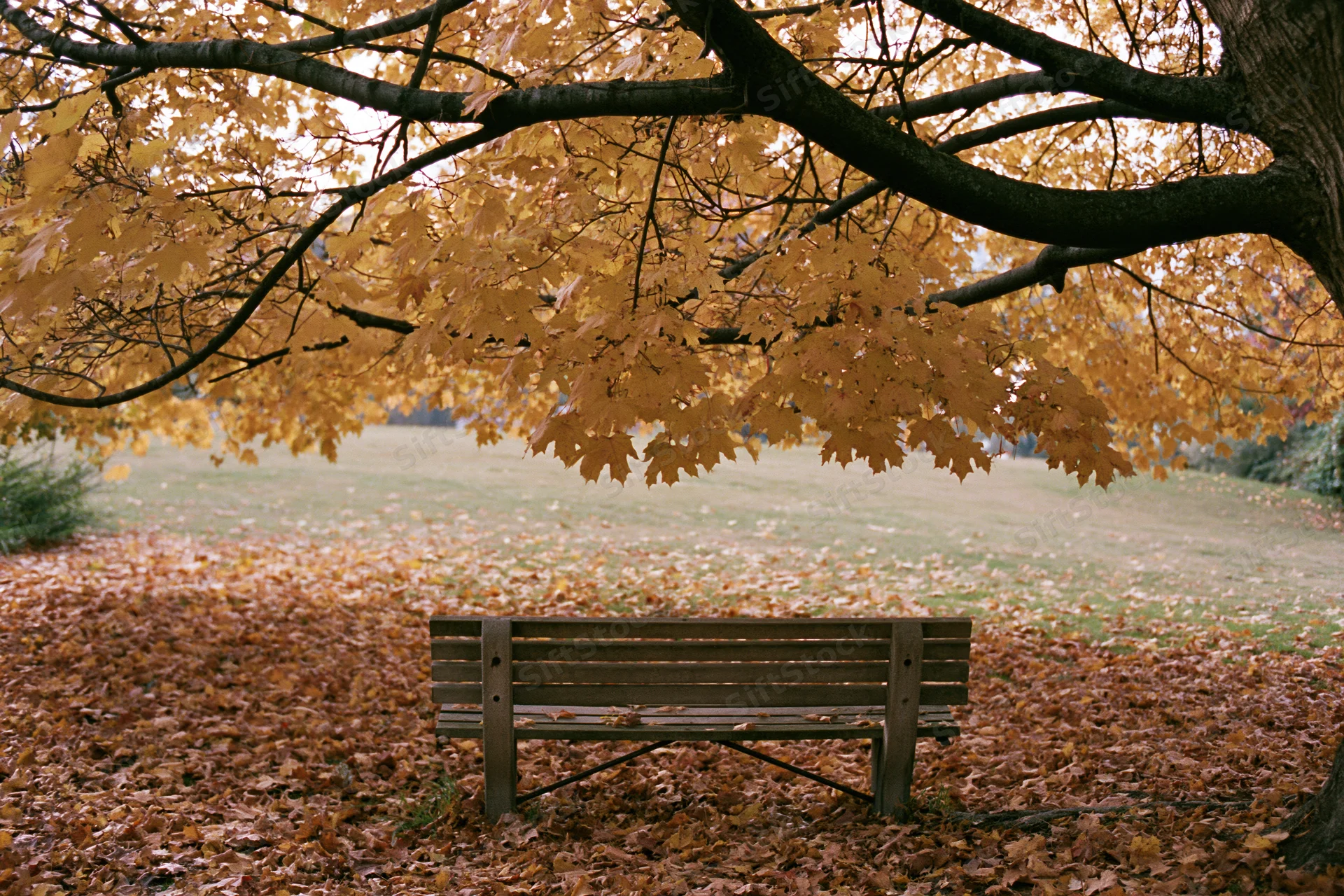 Empty wooden bench beneath a large maple tree in a park covered in fallen autumn leaves