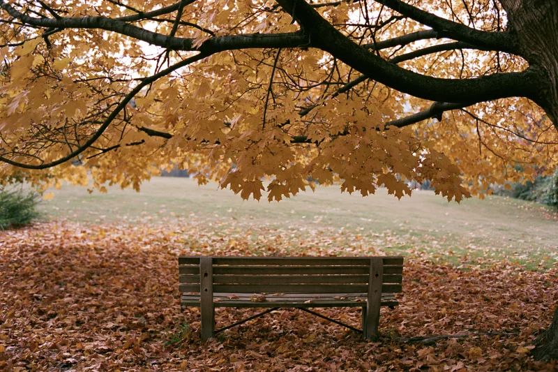 Empty wooden bench beneath a large maple tree in a park covered in fallen autumn leaves