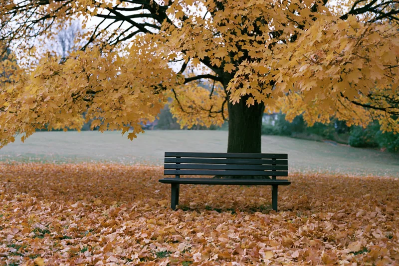 Empty wooden park bench beneath a large maple tree in autumn, surrounded by fallen golden leaves on a grassy field