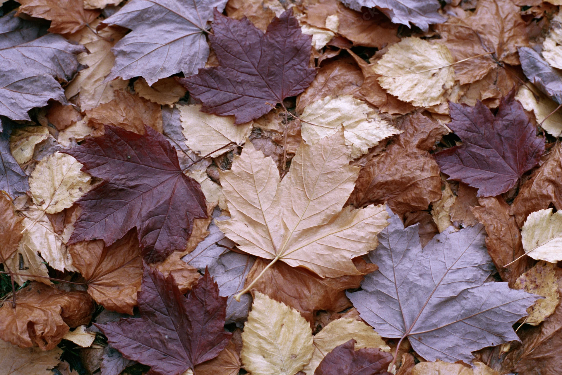 Fallen autumn maple leaves densely overlapping on forest floor