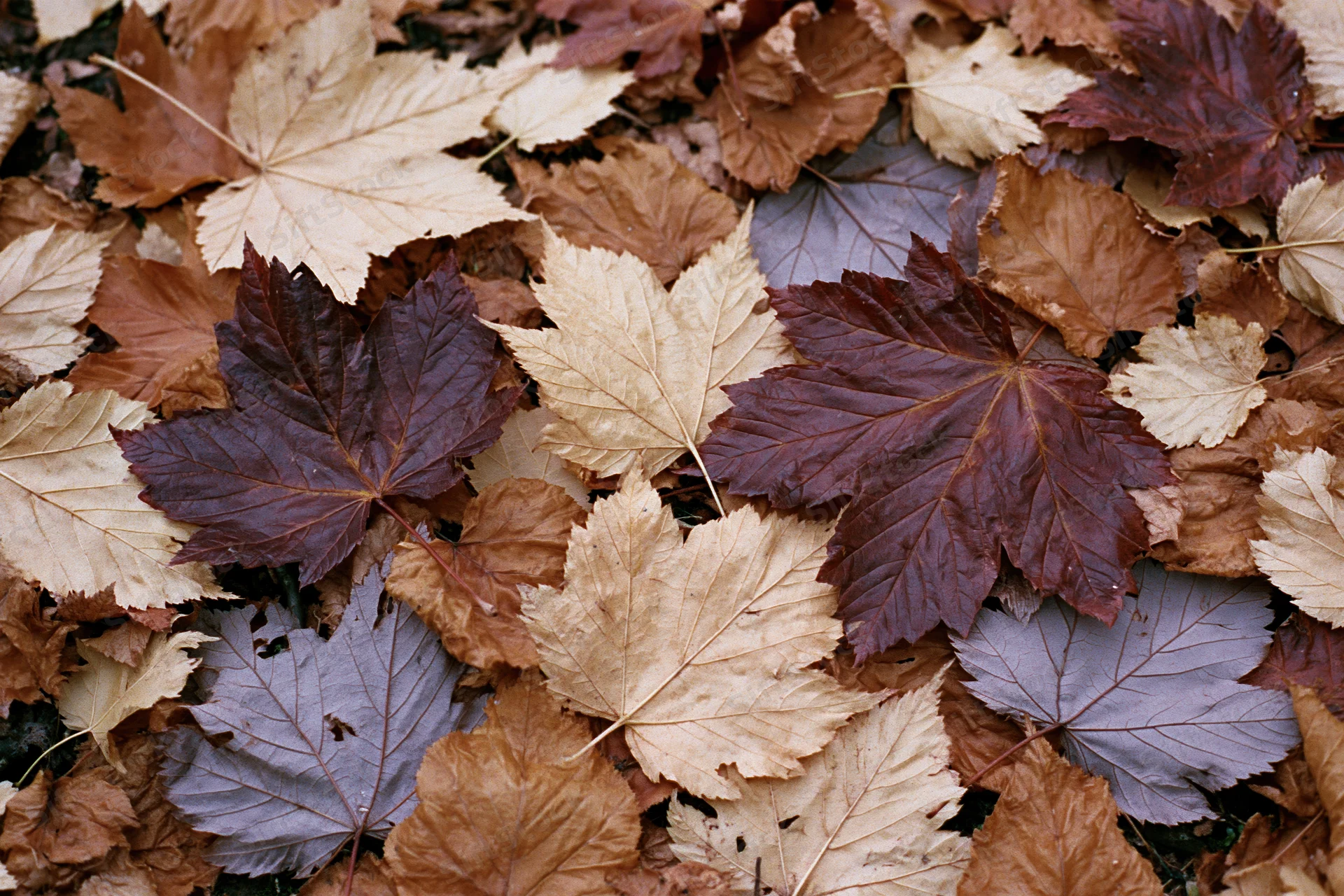 Fallen autumn maple leaves densely overlapping on forest floor
