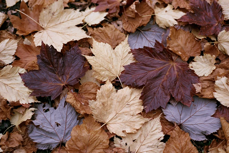 Fallen autumn maple leaves densely overlapping on forest floor